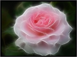 3D, Różowa, Róża